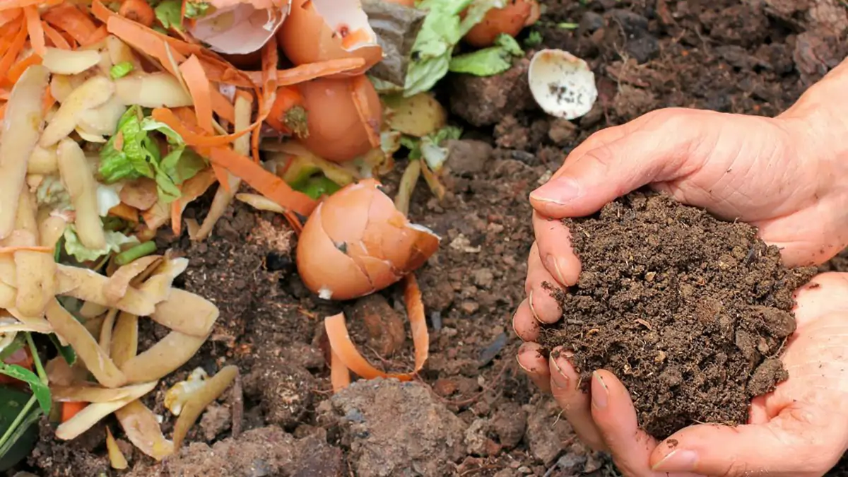 Create a Zero-Waste Home